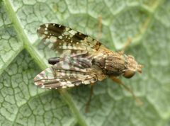 Tephritis vespertina