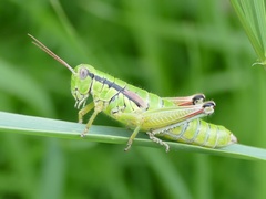Pseudopodisma transilvanica