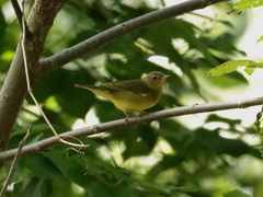 Oporornis agilis