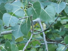 Cardellina canadensis