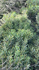 Acacia longifolia