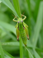 Pseudopodisma transilvanica