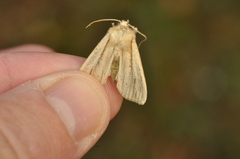 Mythimna oxygala