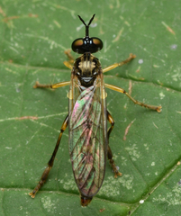 Dioctria linearis