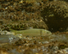 Cyprinella proserpina