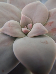 Graptopetalum pentandrum