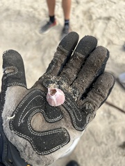 Paraconcavus pacificus