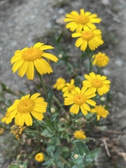 Glebionis coronaria