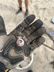 Paraconcavus pacificus