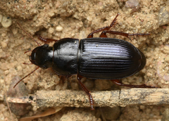 Harpalus