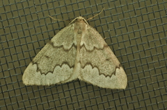 Nepytia pellucidaria