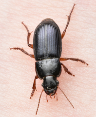Harpalus