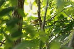 Oporornis agilis