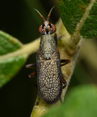 Coremacera marginata