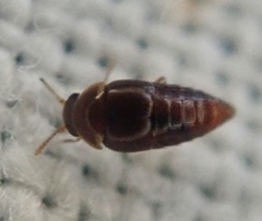 Staphylinoidea