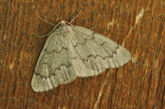 Nepytia pellucidaria