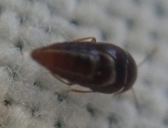 Staphylinoidea