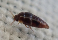Staphylinoidea