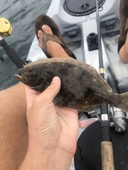 Paralichthys californicus