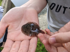 Trinectes maculatus