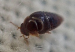 Staphylinoidea