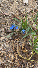 Cynoglossum amabile