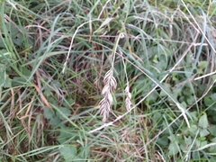 Carex disticha