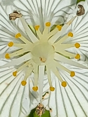Parnassia asarifolia