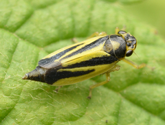 Evacanthus interruptus