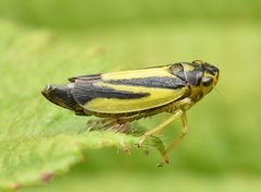 Evacanthus interruptus