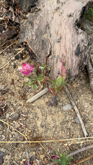 Clarkia