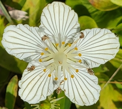 Parnassia asarifolia