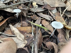 Tetrapyrgos nigripes