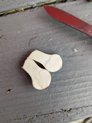 Lycoperdon perlatum