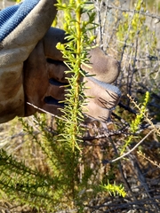 Ericameria pinifolia