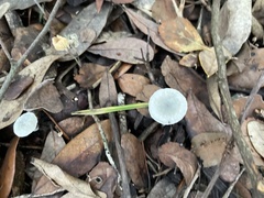 Tetrapyrgos nigripes