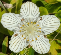 Parnassia asarifolia