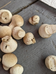 Lycoperdon perlatum