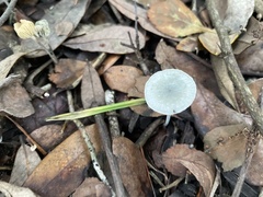 Tetrapyrgos nigripes