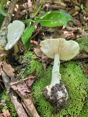 Amidella