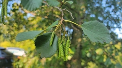 Alnus glutinosa