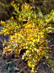 Ericameria pinifolia