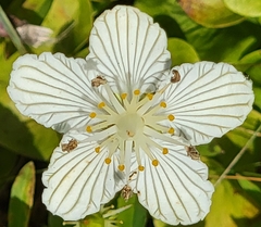 Parnassia asarifolia