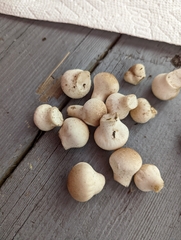 Lycoperdon perlatum