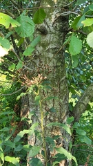 Alnus glutinosa
