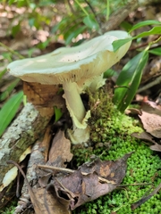 Amidella