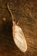 Hemerobius