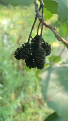 Alnus glutinosa