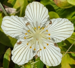 Parnassia asarifolia