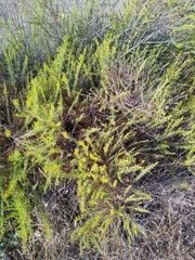 Ericameria pinifolia